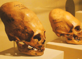 Testes de DNA Revelam que Crânios de Paracas Não São Humanos